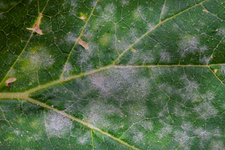 Powdery mildew, fungal disease close- up on infected leavesの写真素材