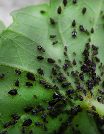 Colony of Black bean Aphid infestation on underside of leafの写真素材
