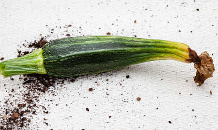 Blossom end rot on zucchini squashの写真素材