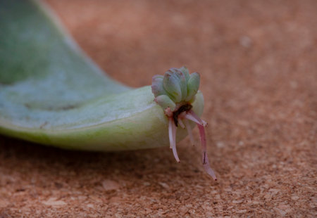 succulent leaves used to propagate new plants on rustic cork surface
