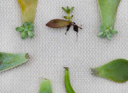 succulent leaves used to propagate new plants on rustic  surfaceの写真素材