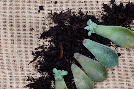 succulent leaves used to propagate new plants on rustic burlap surfaceの写真素材