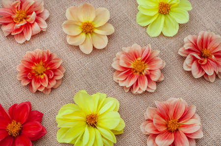 Flat Lay of orange dahlia flowers on rustic burlap surface with copy space