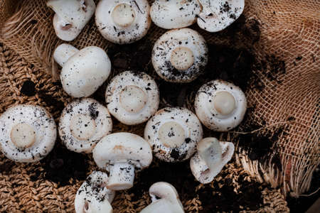 Raw organic White button mushrooms on rustic styled table surface with fresh soilの写真素材