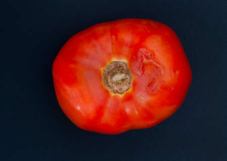 damaged and rotting vegetables, tomato with damaged skin