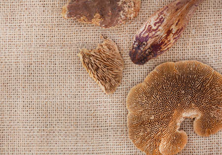 flat lay of dried tree fungus or forest mushroom and other organic decorative wood and seeds on a hessian, natural fabric surface with copy spaceの写真素材