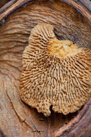 close-up of dried tree fungus or forest mushroom and other organic decorative wood and seedsの写真素材