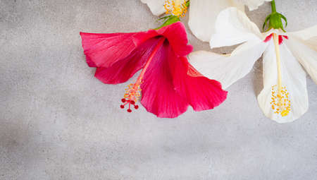 red and white hibiscus flowers on a mottled grey background with ample clean copy spaceの写真素材