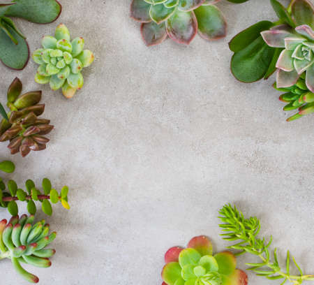 assortment of succulents arranged on mottled gray grunge surface with copy spaceの写真素材