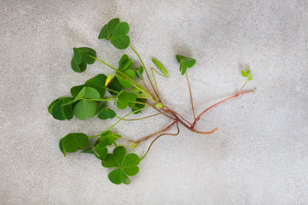 selection of general garden weeds on rustic surface with copy space