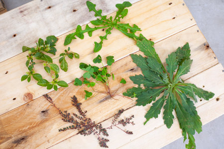 selection of general garden weeds on rustic surface with copy space