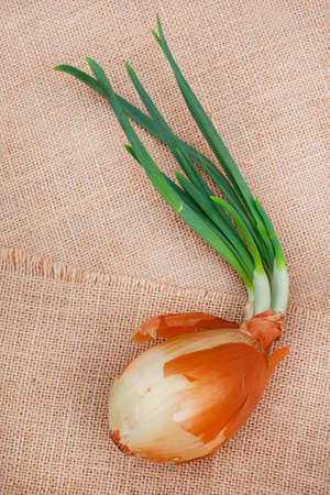 fully sprouting brown onion on rustic burlap surface with copy spaceの写真素材