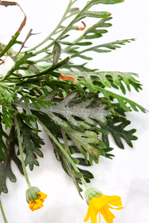 Plant leaves with powdery mildew on whiteの写真素材