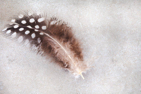 Feather on a mottled grey background. Place for your text.の写真素材