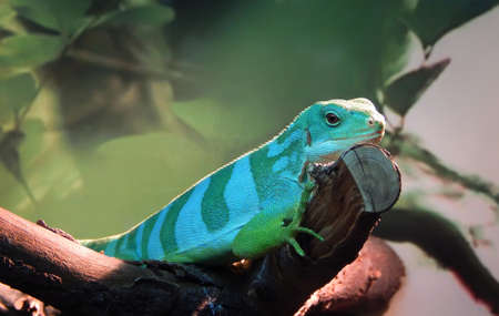 Green iguana on a tree branchの写真素材
