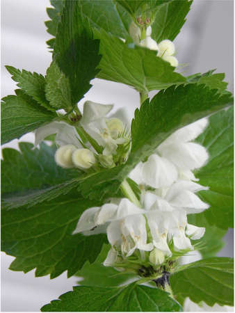 Deadnettle blooming white flowersの写真素材