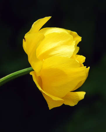 yellow flower on a blurred backgroundの写真素材