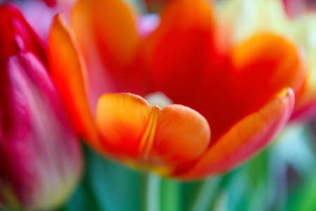 blur background with bright tulipsの写真素材