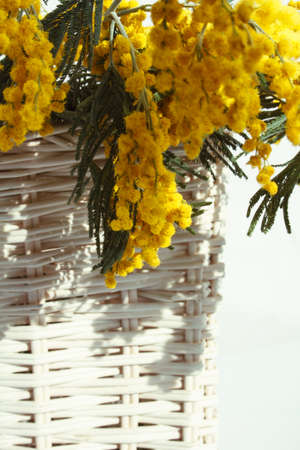 mimosa in a white wicker basketの写真素材