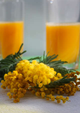 mimosa branch with a drinks in the backgroundの写真素材