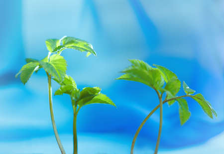 young spring sprouts on a blue backgroundの写真素材