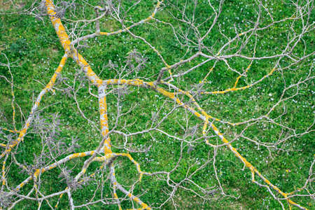 Bare tree branches covered with yellow lichen on a background of green grass, top view
