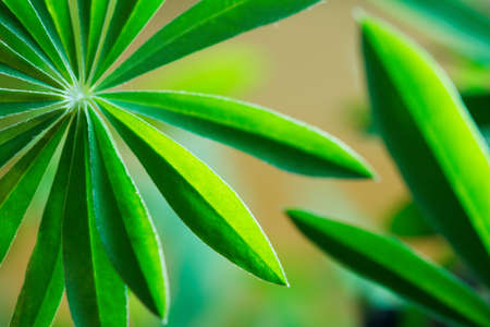 lupine leaves bright background, shallow depth of fieldの写真素材