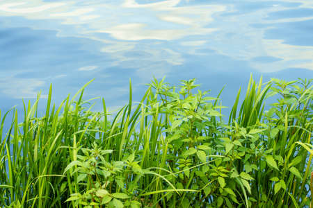 Green juicy grass on the lake at the blue waterの写真素材