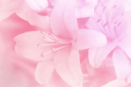 delicate soft floral wedding background with lilies in blur styleの写真素材