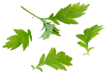 green openwork carved leaves isolated on white backgroundの写真素材