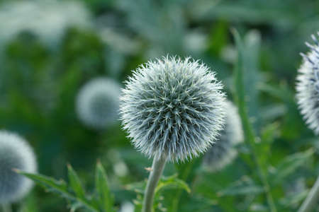 Echinops balls in the gardenの写真素材