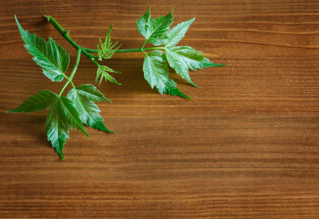 Maple branch with young spring leaves on a wooden tableの写真素材
