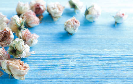 dry roses on a blue wooden surface, shallow depth of fieldの写真素材