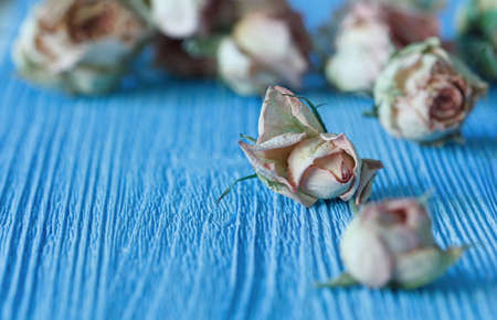 dry roses on a blue wooden surface, shallow depth of fieldの写真素材