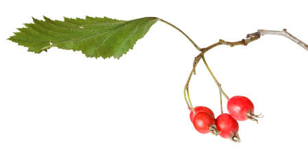 hawthorn branch with berries and leaves, fluttering in the wind isolated on white backgroundの写真素材