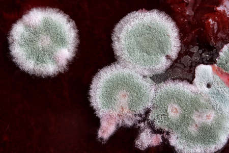 mold on the surface of jamの写真素材