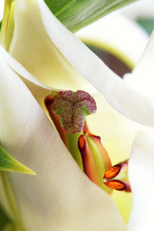 Opening flower of white lily, macroの写真素材