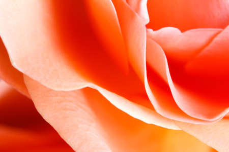 red rose petals for abstract backgroundの写真素材