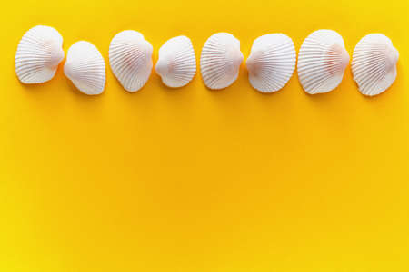 row of white shells on a bright yellow backgroundの写真素材