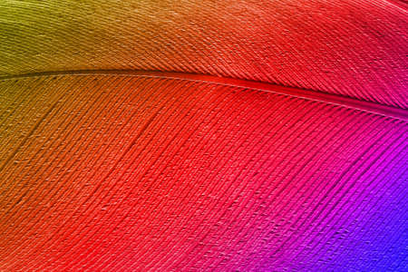 colorful bird feather texture for background, macroの写真素材