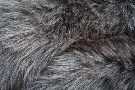 Gray long fur