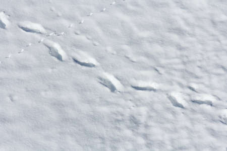 traces on white snow