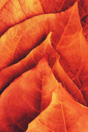 stack of bright color autumn leaves as background, macroの写真素材