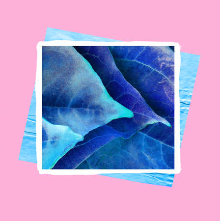 bright colored blue leaves on a contrasting pink background, modern minimal art