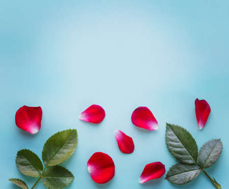 rose petals and leaves on turquoise backgroundの写真素材
