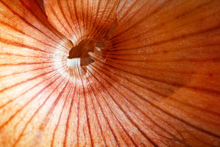 onion peel texture macroの写真素材
