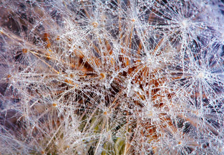 fluffy head of dandelion with dew drops, macroの写真素材