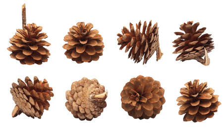 set of pine cones isolated on a white background