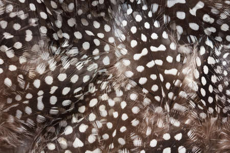 guinea fowl feathers texture as background