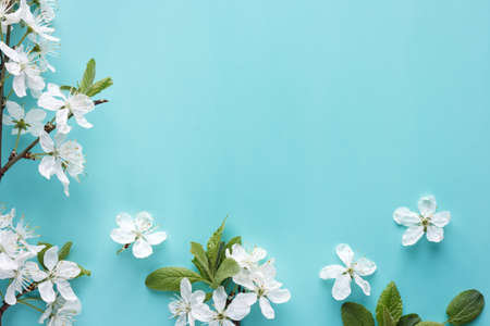 flower cherry branches on a blue background with copy space